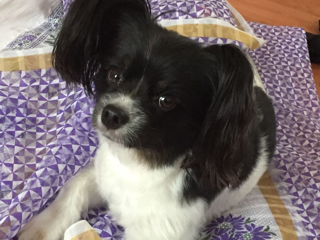 Rocky the Papillon